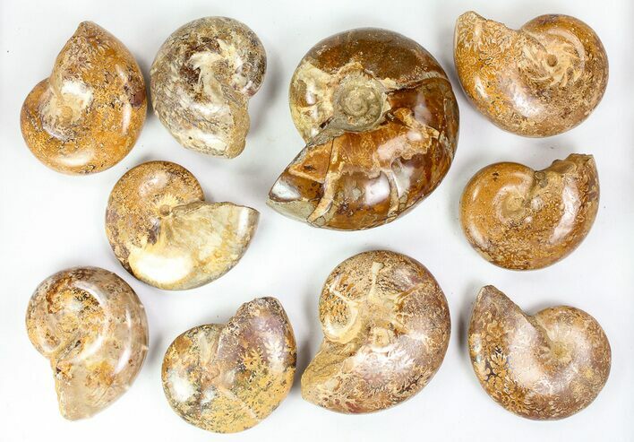 Lot: - Polished Jurassic Ammonites - Pieces #76987
